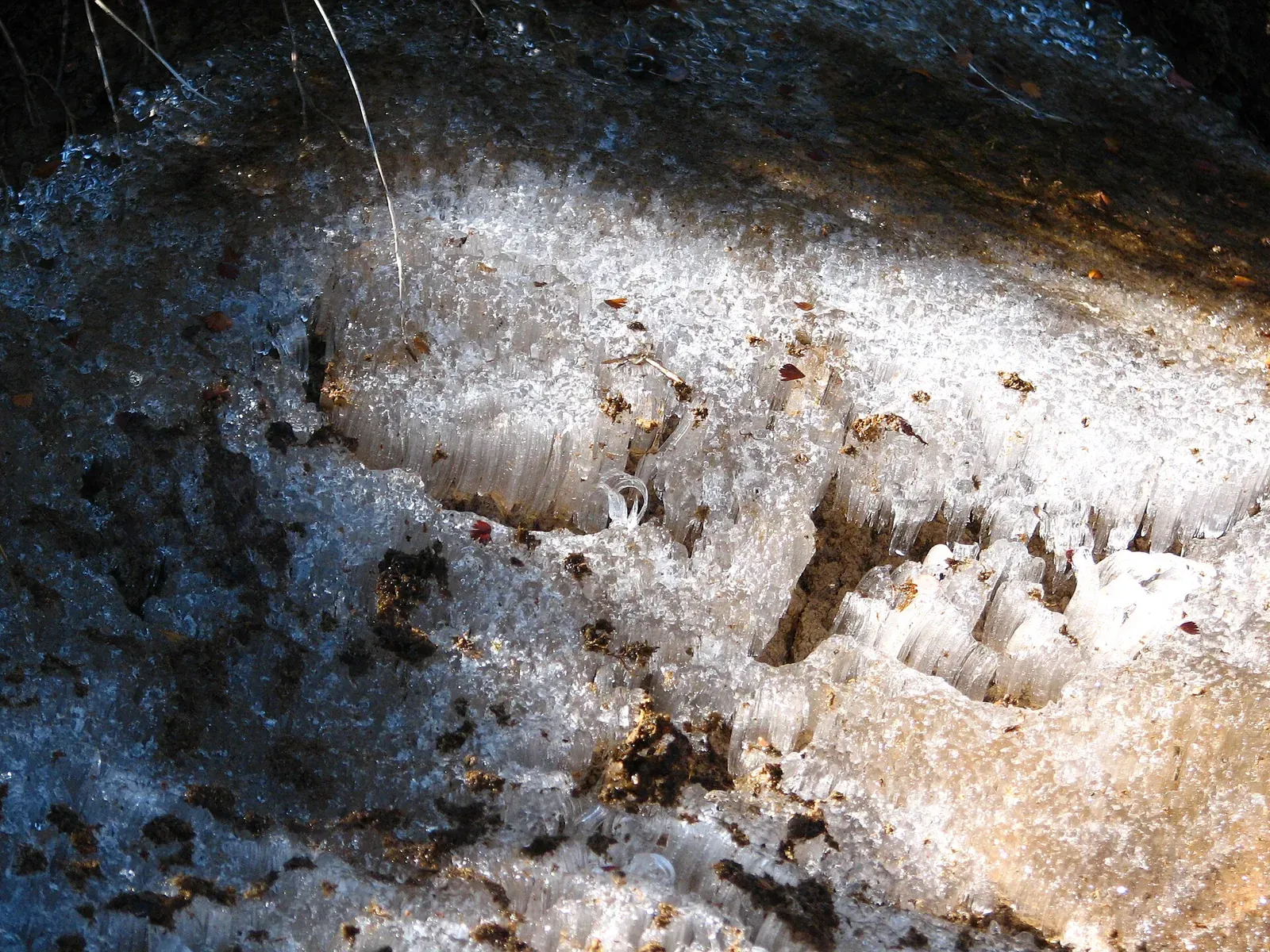 地面から何センチも伸びた白い霜柱の断面