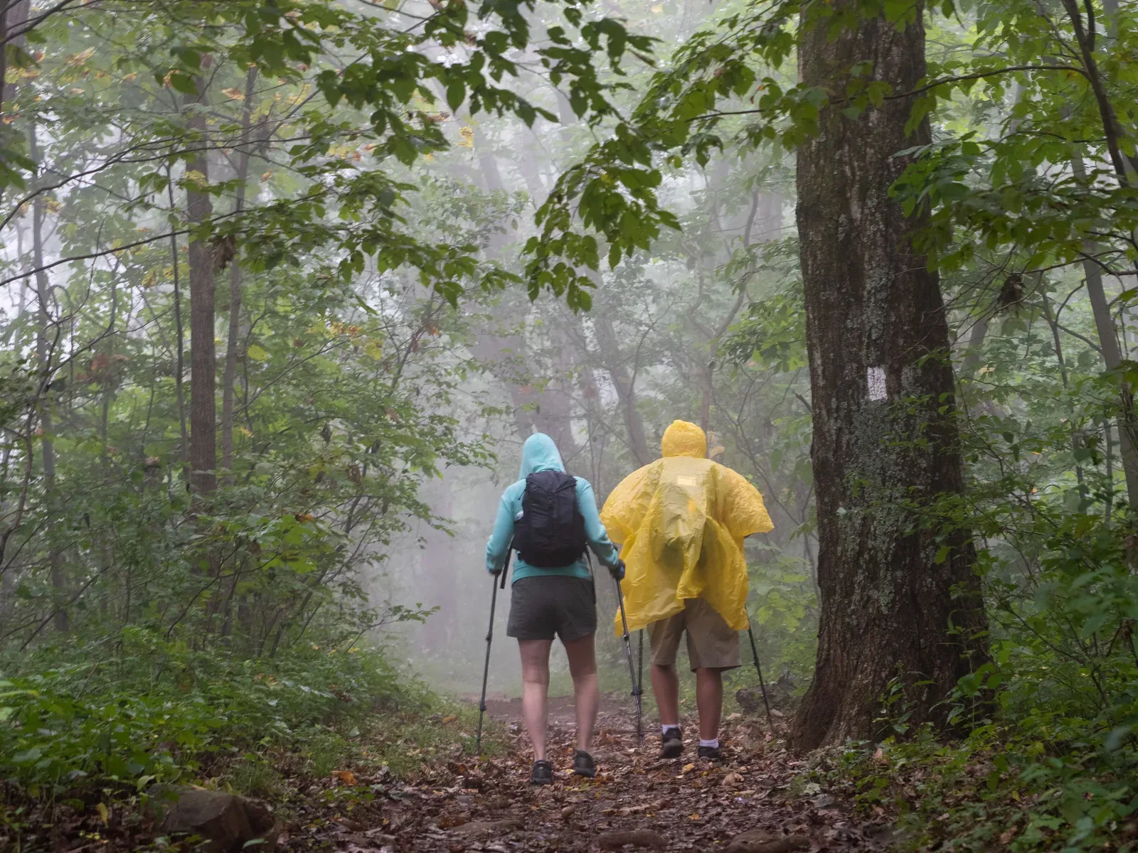 霧と雨の樹林帯の登山道を、レインジャケットとポンチョを着て歩く2人の登山者