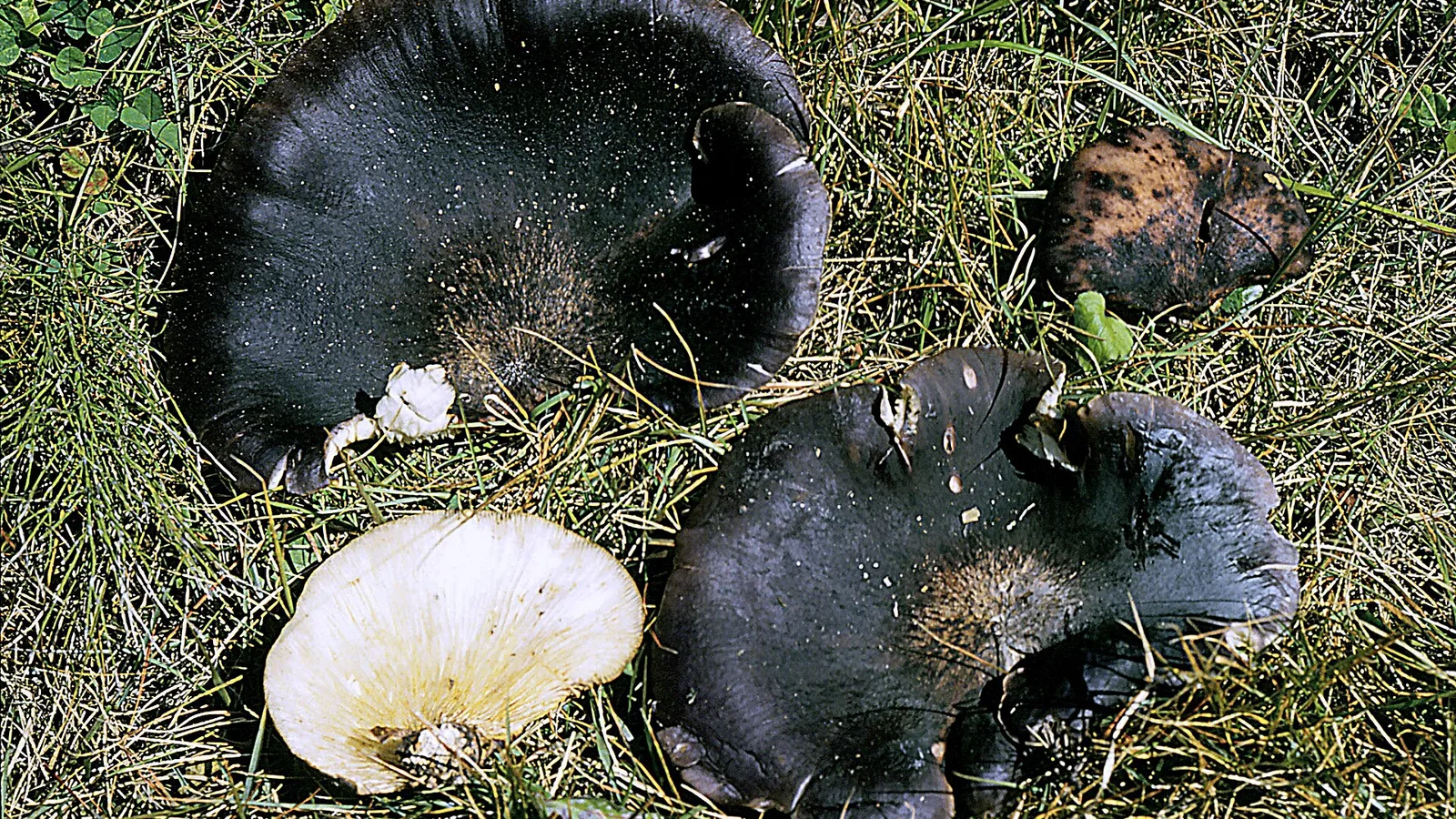 苔むしたブナの古木の幹に、茶色がかった半円形のキノコがいくつも重なり合って生えている