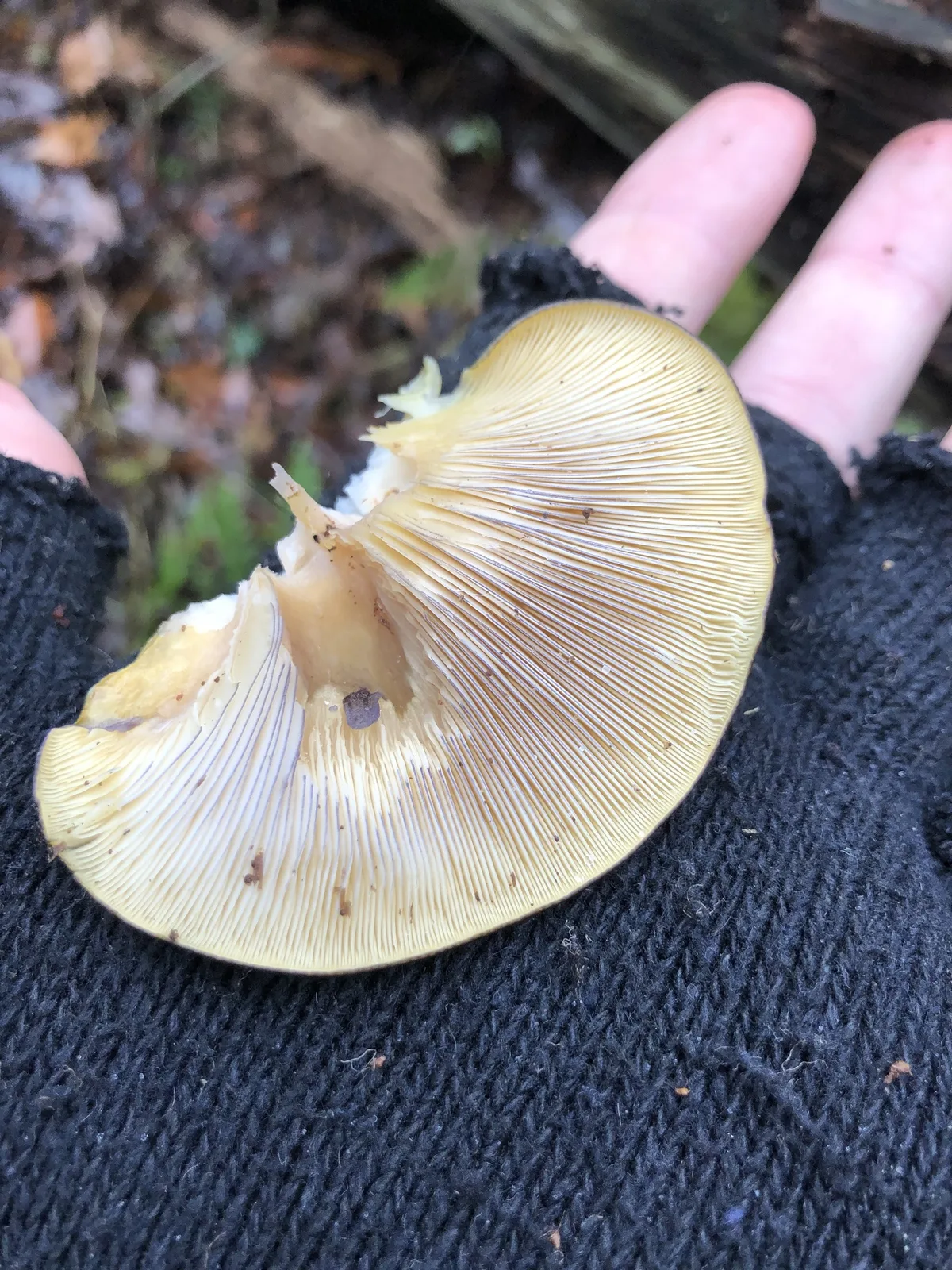 苔の生えた倒木の側面に、黄土色がかった半円形のキノコが何段にも重なって生えている