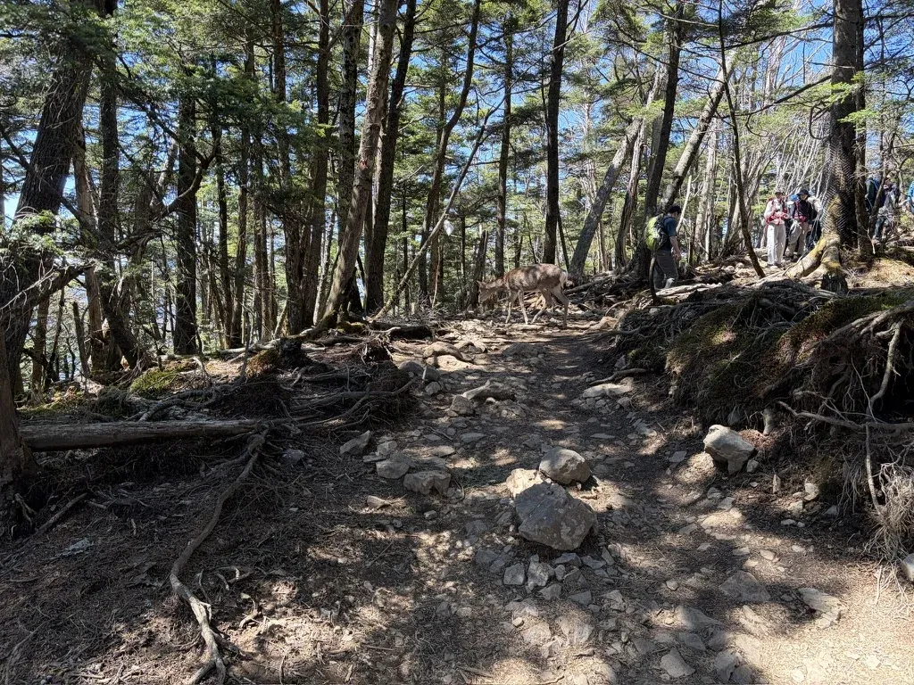 大菩薩嶺の山頂付近の林で、登山道を横切る鹿と、奥を歩く登山者