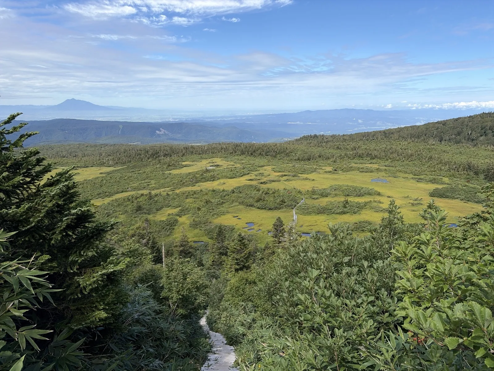 木々の間から見下ろす、緑と黄緑の草原が広がる湿原。遠くに山並みが見え、空は青い