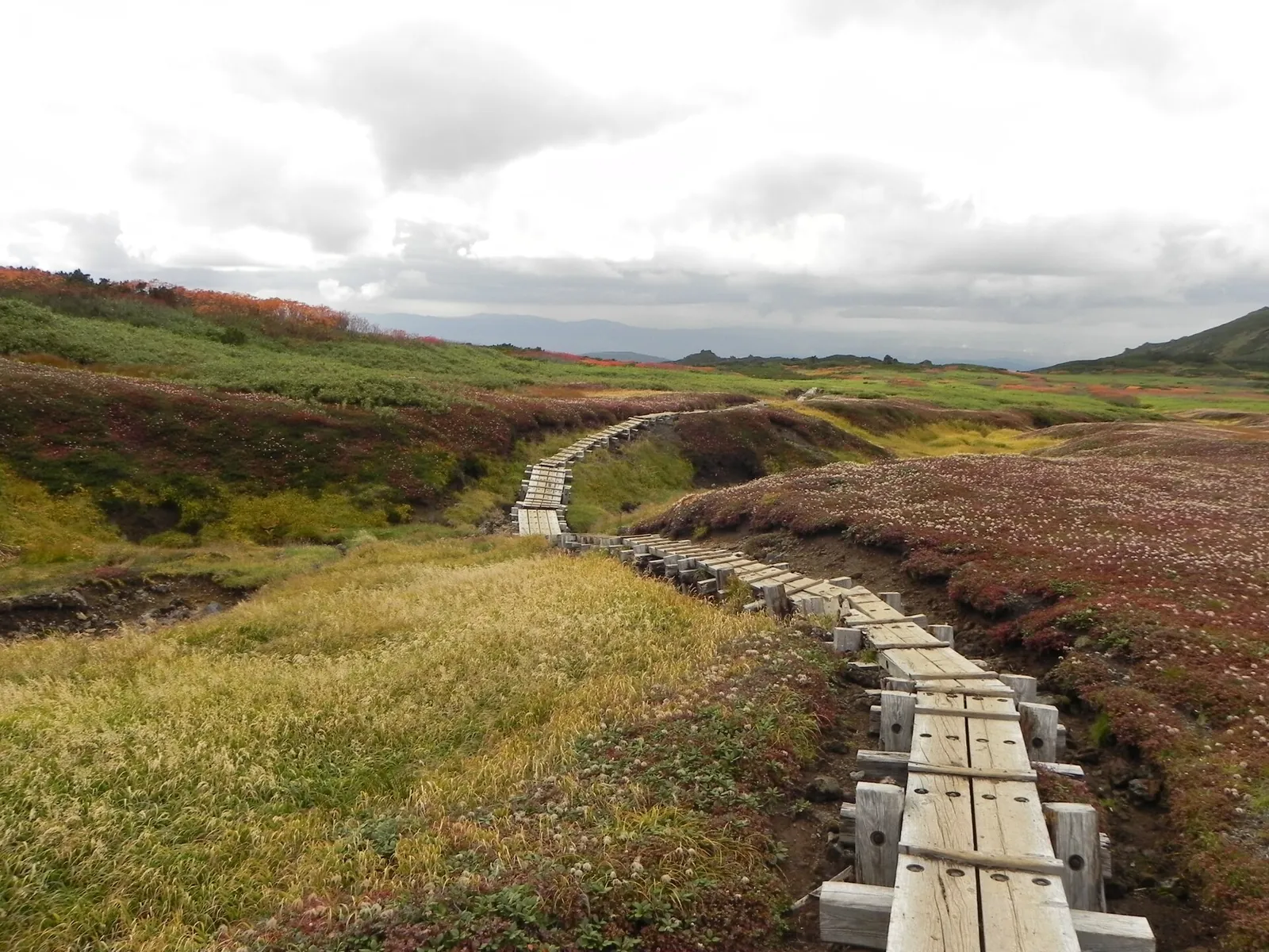 秋の樹林帯を進む木道の登山道