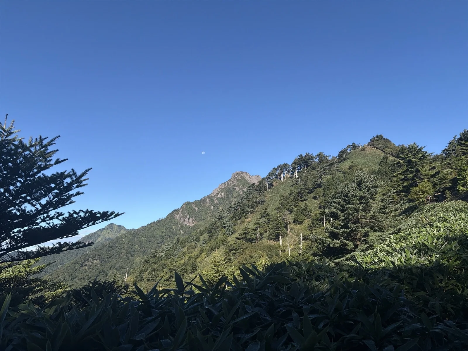 第一ベンチを過ぎた直後の笹原の登山道から見上げる、青空と白い月を背景にそびえる石鎚山(天狗岳〜南尖峰)の険しい岩峰