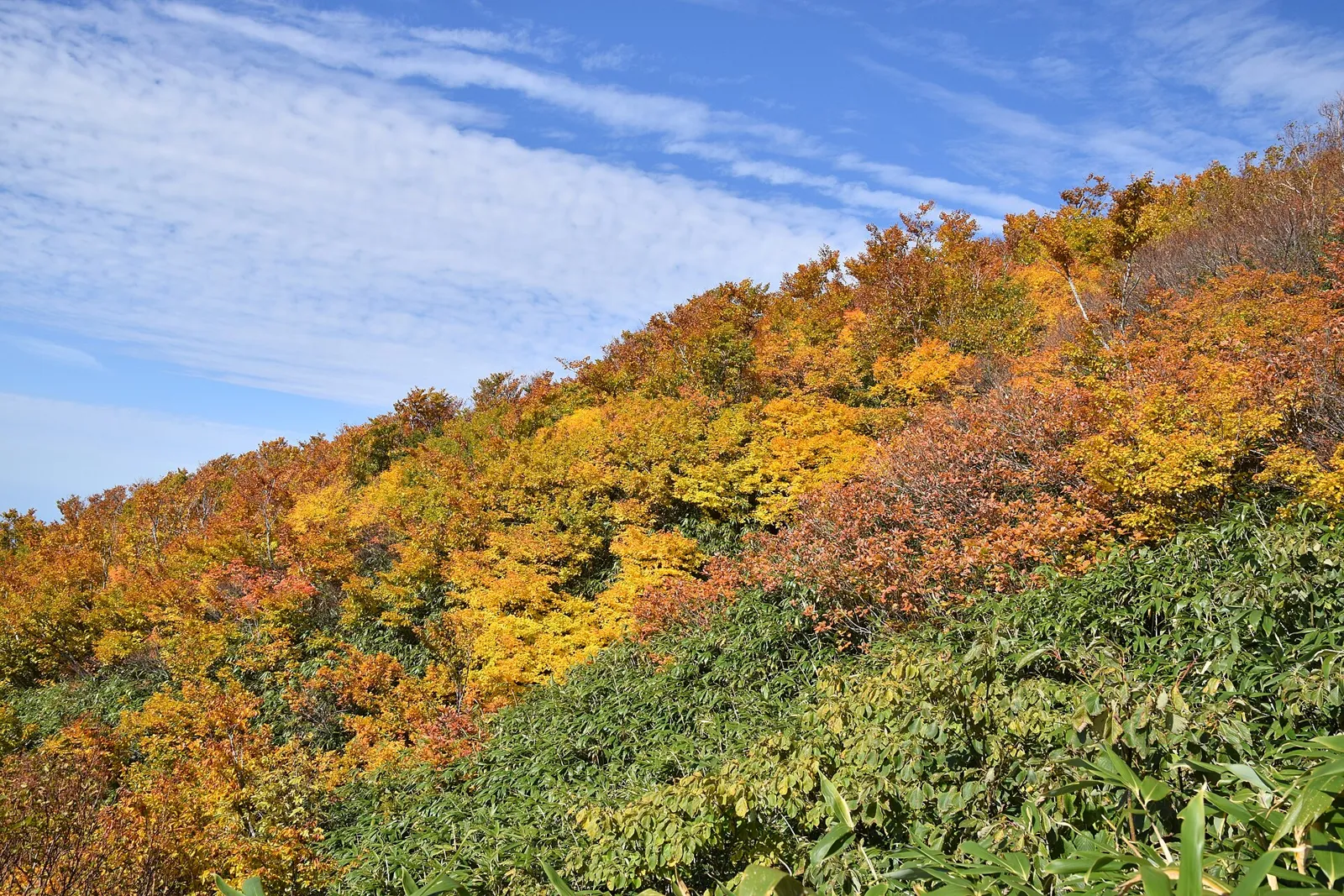 黄色や橙色に色づいた岩木山の斜面と青空
