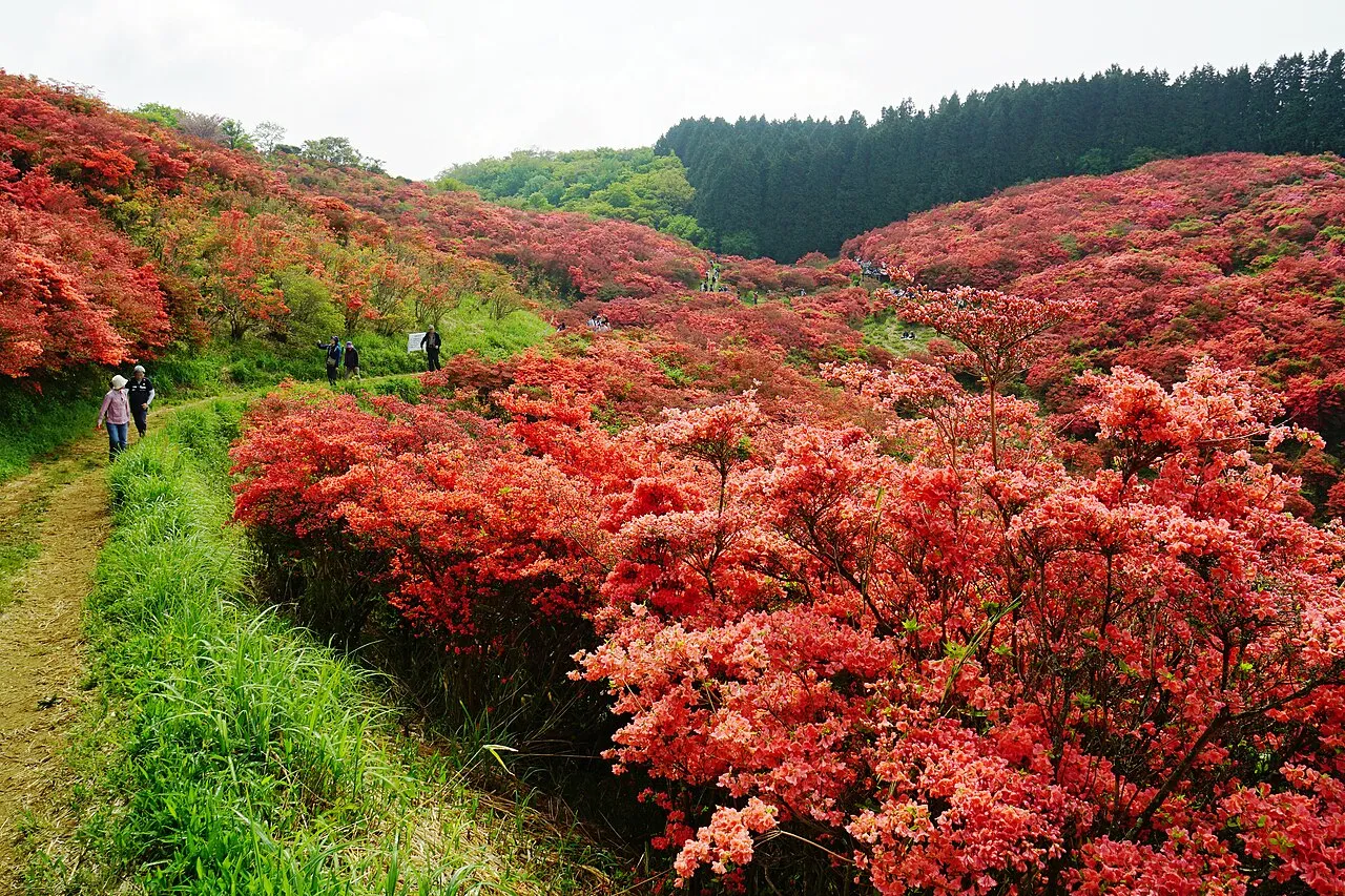 葛城山のツツジの群落と登山道を歩く人