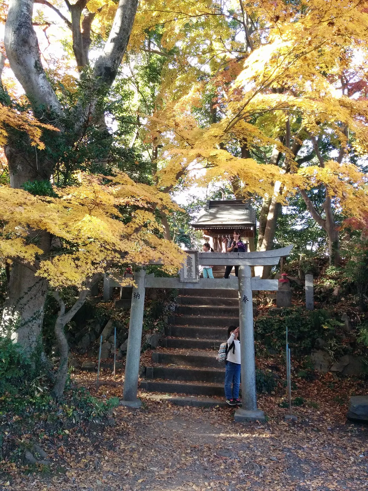 黄葉した木々に囲まれた高尾山の鳥居と石段