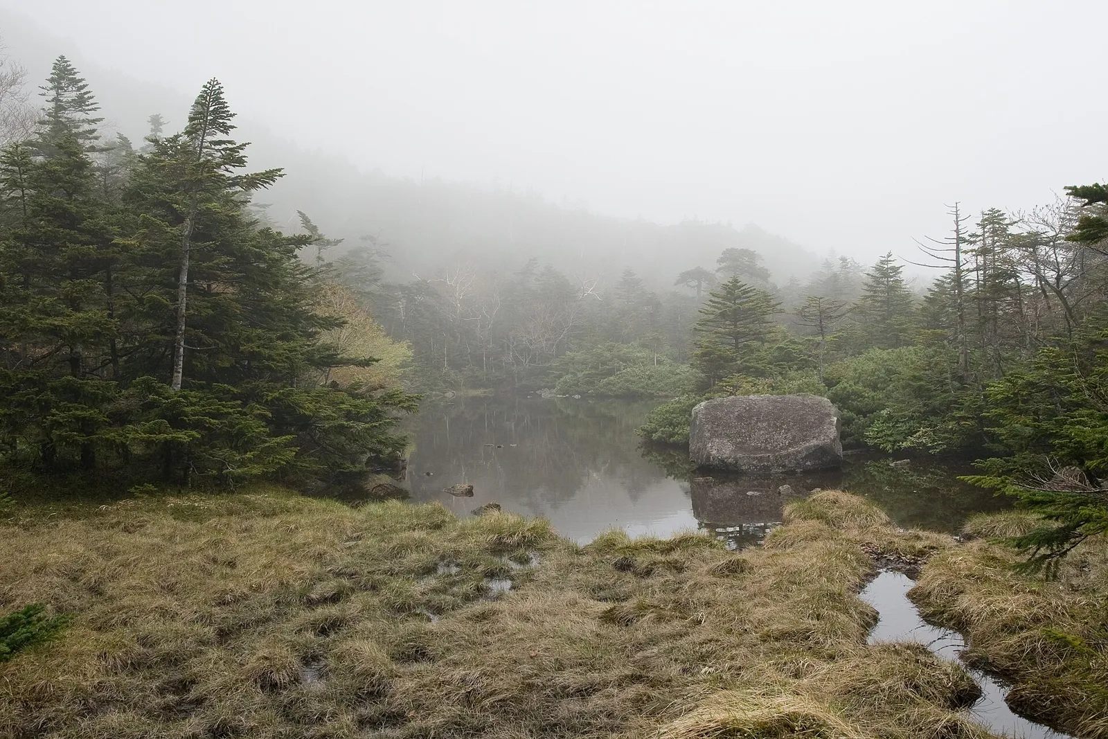 霧のかかった森に囲まれた七ッ池の水面と草地