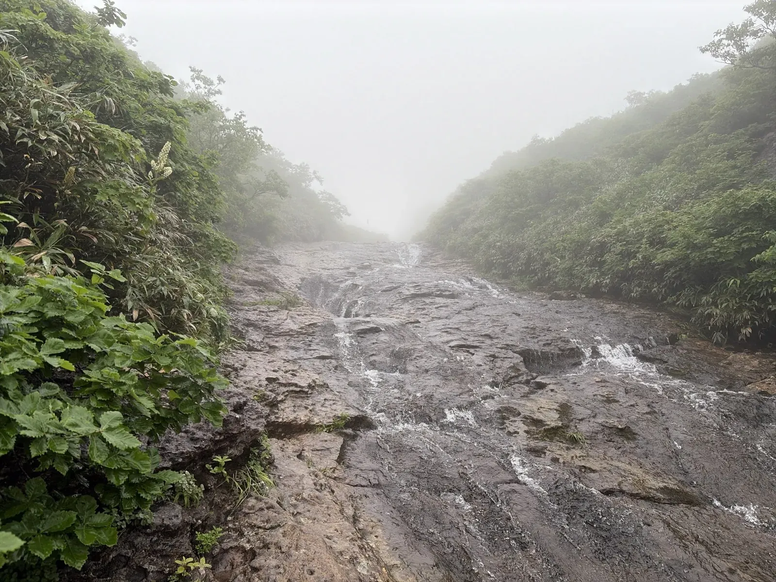 霧の中、水が流れる広い岩の上を登っていく東栗駒コースの沢沿いの登山道。両側は笹や低木に囲まれている
