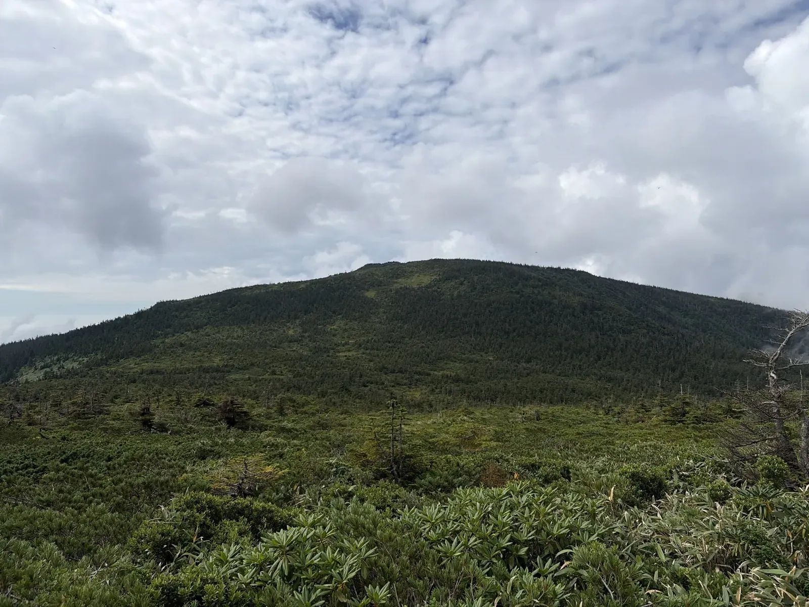 かもしか展望台を過ぎたあたりから見た、低い木や草に覆われたなだらかな山