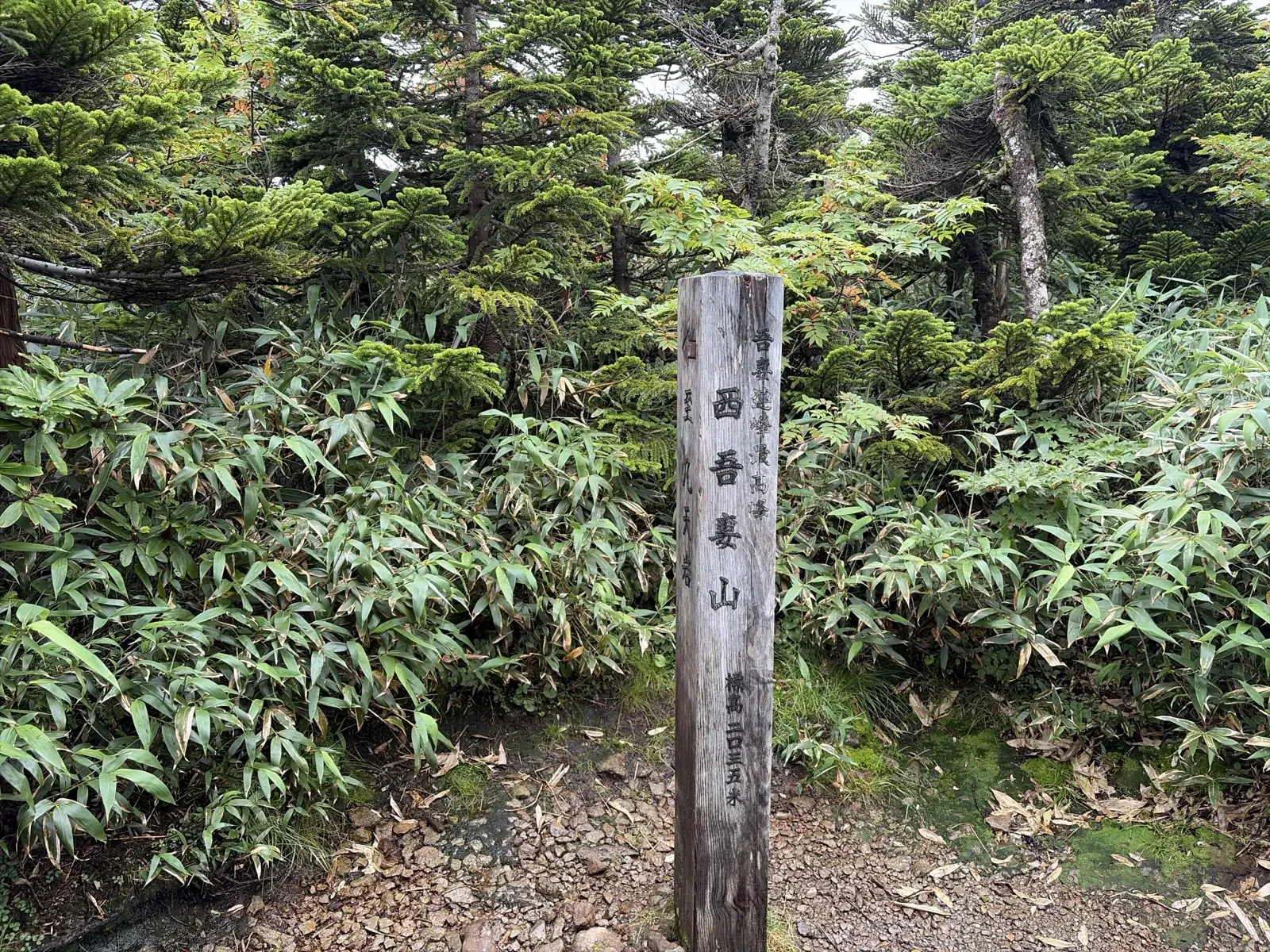 笹や針葉樹に囲まれた、西吾妻山の山頂の木の標柱。「吾妻連峰最高峰 西吾妻山 標高二〇三五米」と書かれている