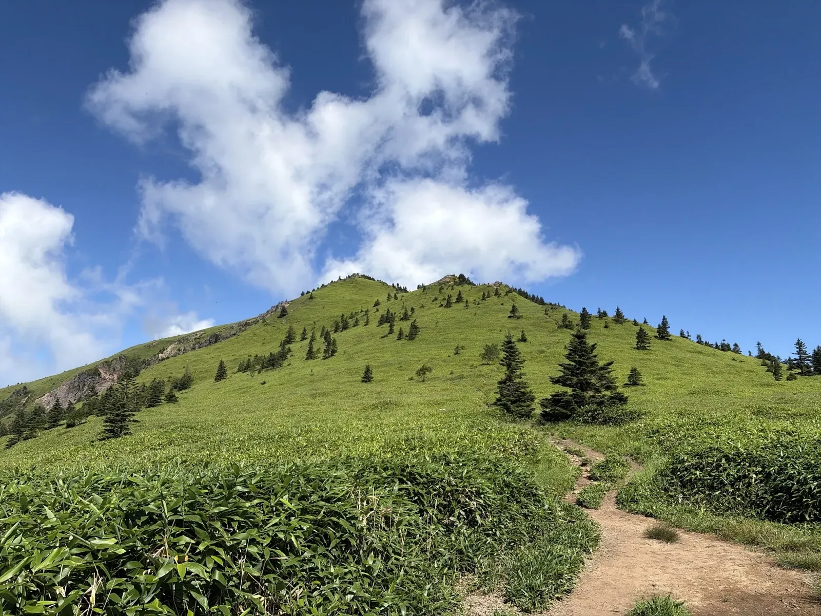 大スキマ付近の、笹原と針葉樹が点在する緑の斜面と、その中を続く登山道