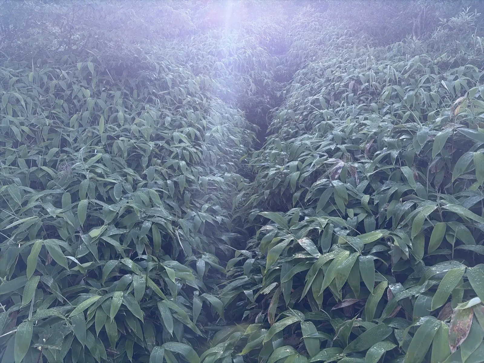 朝日が差し込む、笹に覆われた登山道