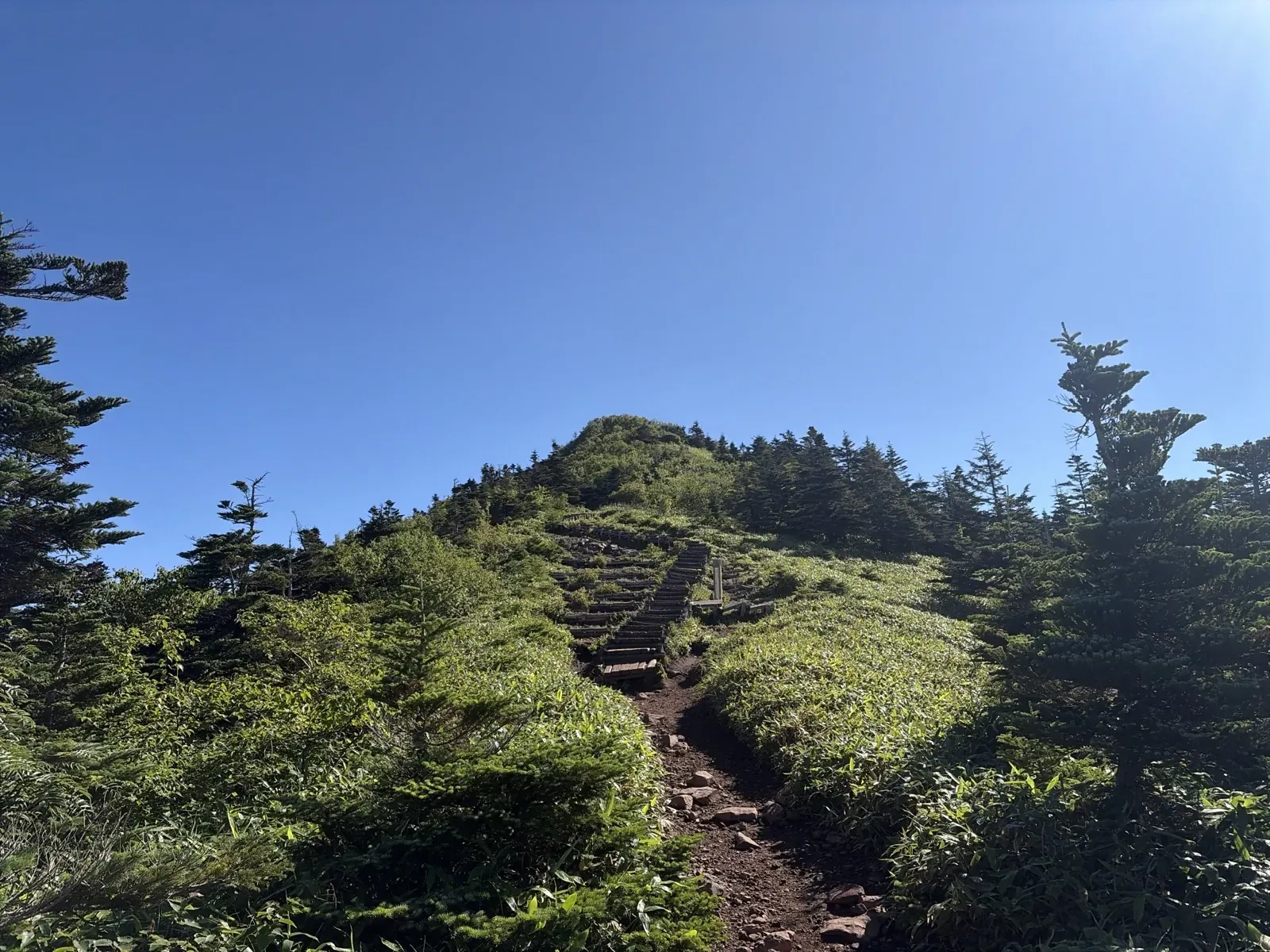 針葉樹と笹の間を、四阿山の山頂へ向かって続く木の階段