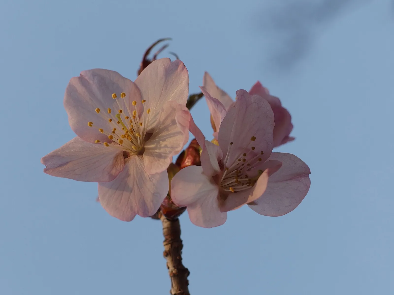 青空を背景に咲く、淡いピンク色の桜の花