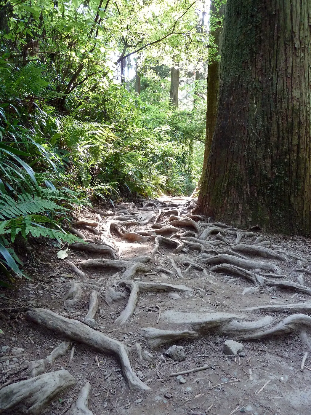 杉の大木の根が地面に張り出した、6号路の土の山道