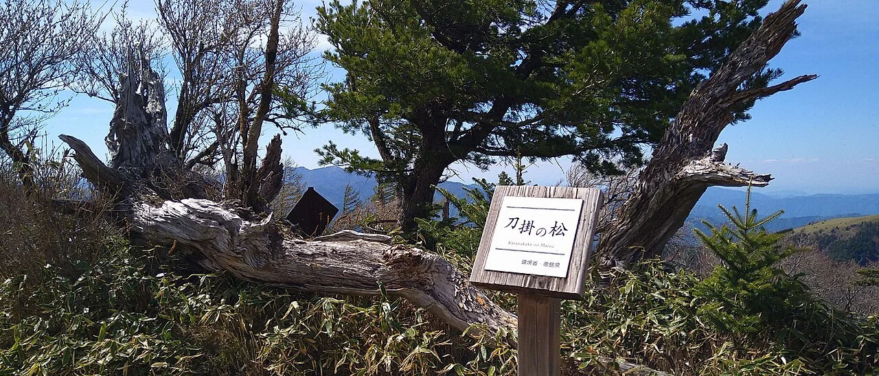 尾根道コースの中間地点にある刀掛の松の標柱と松の古木、背後に広がる四国山地の稜線