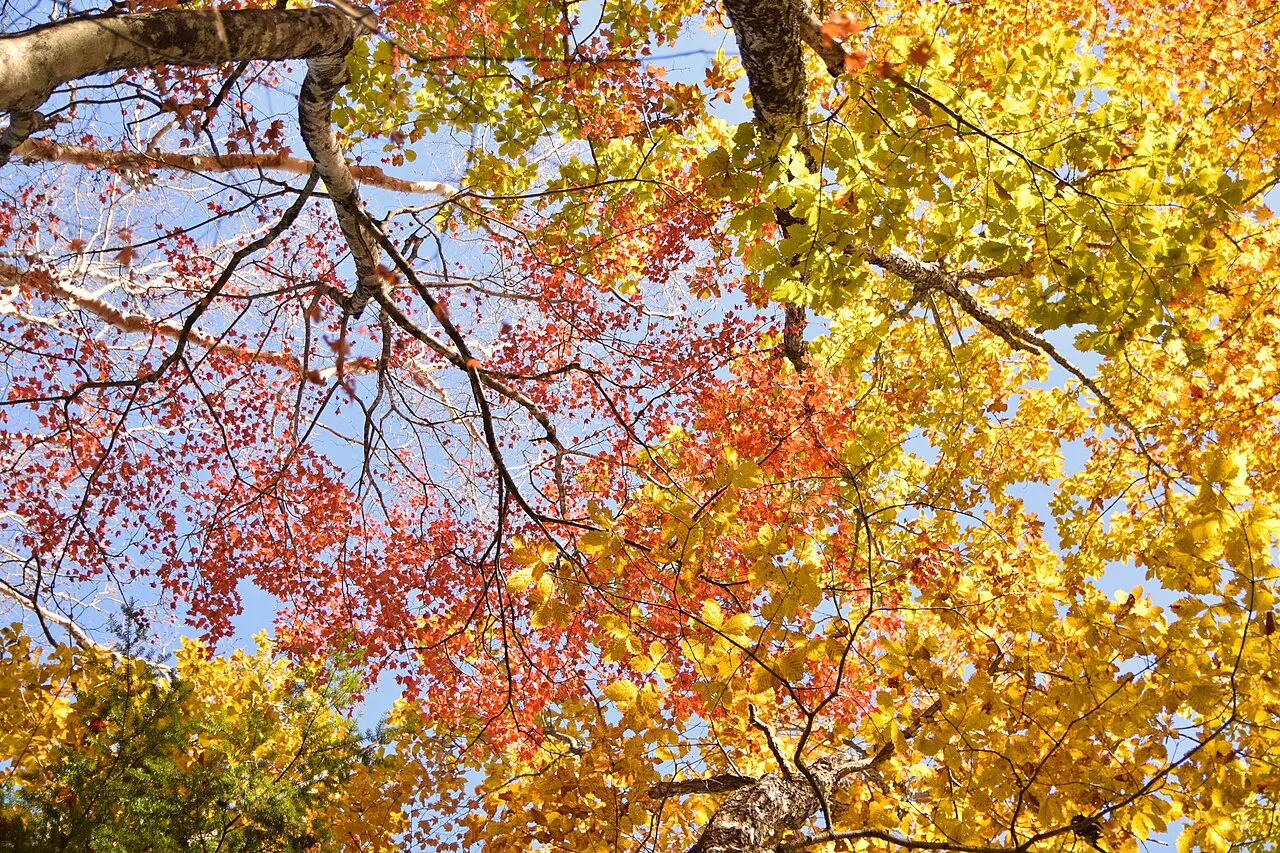 大菩薩嶺、牛ノ寝の紅葉